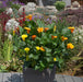 Captain Calla Lily Mix (6 x Bulbs) - Plants2Gardens
