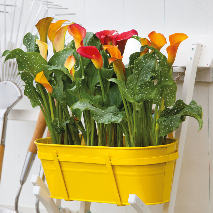 planting calla lily bulbs in containers Captain Calla Lily Mix (6 x Bulbs) — Plants2Gardens
