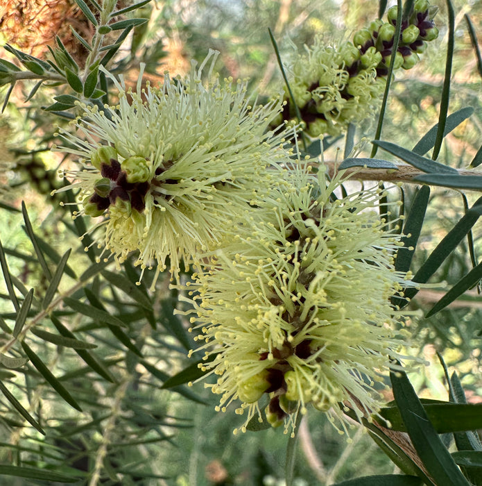 Callistemon viridiflorus (3 Litre)