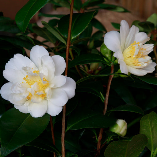 Camellia Silver Anniversary 4ltr - Dispatches from 15th January - Plants2Gardens