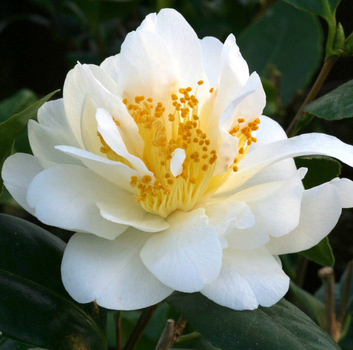 Camellia Silver Anniversary 4ltr - Dispatches from 15th January - Plants2Gardens