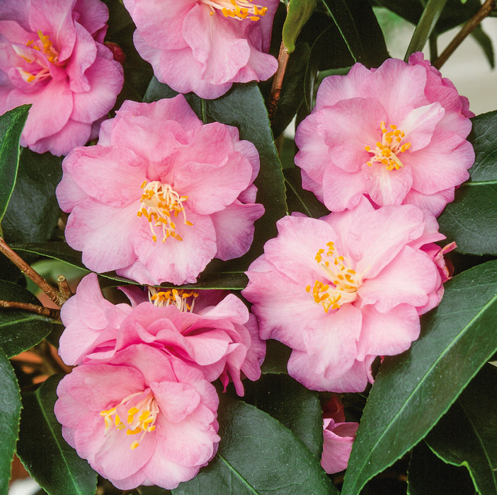 Camellia Spring Festival (3 Litre)