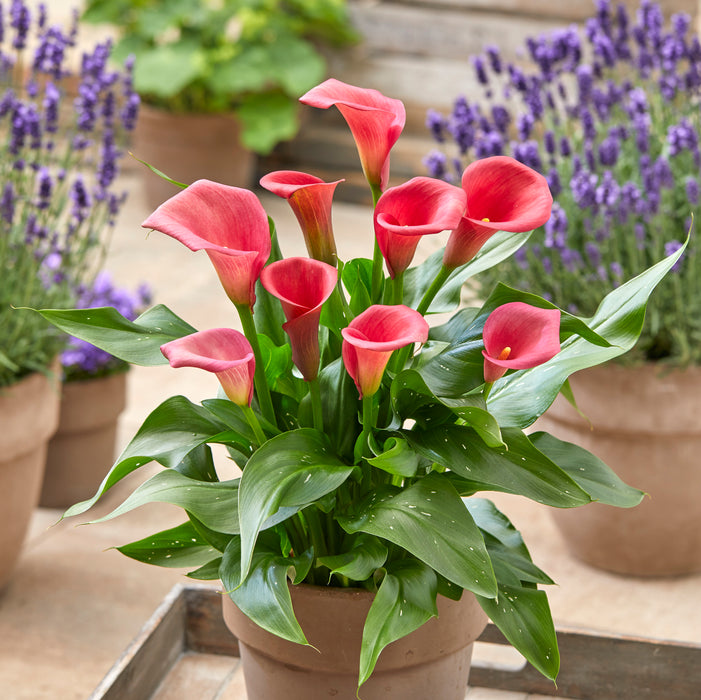 Captain Calla Lily Mix (6 x Bulbs) - Plants2Gardens