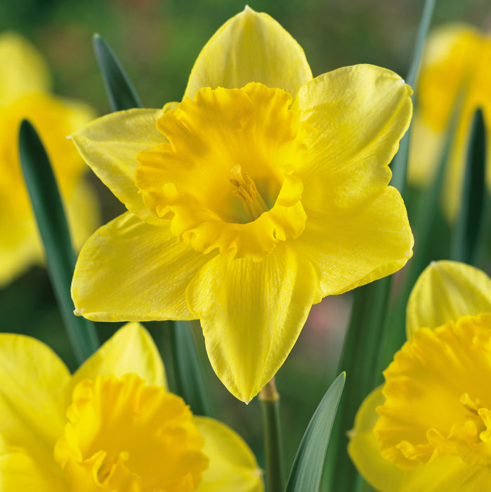 Buy 10 Carlton Daffodil Bulbs Online For Only £10 — Plants2Gardens