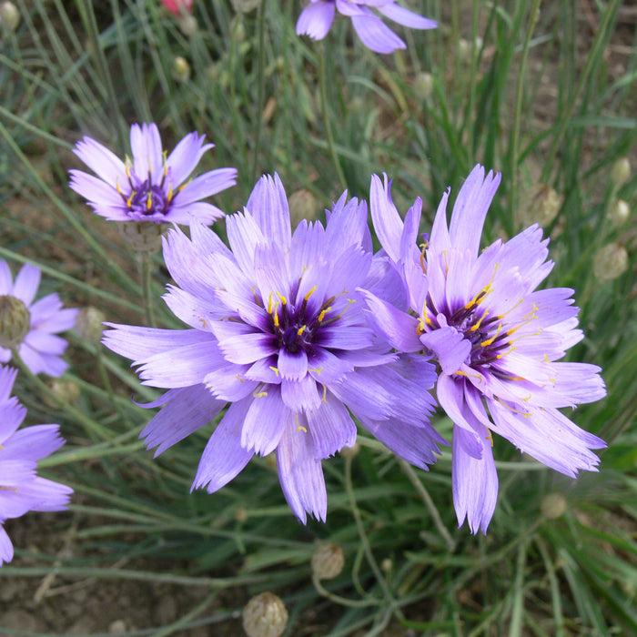 Catananche Collection (6 x 6cm) Dispatches 14 April 2025