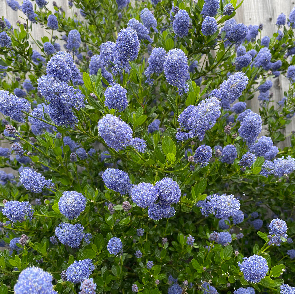 Ceanothus 'Autumnal Blue' Pianta Sempreverde In Vaso, Arbusto Resistente Con Fiori Blu, Ideale Per Giardini E Bordure - 4