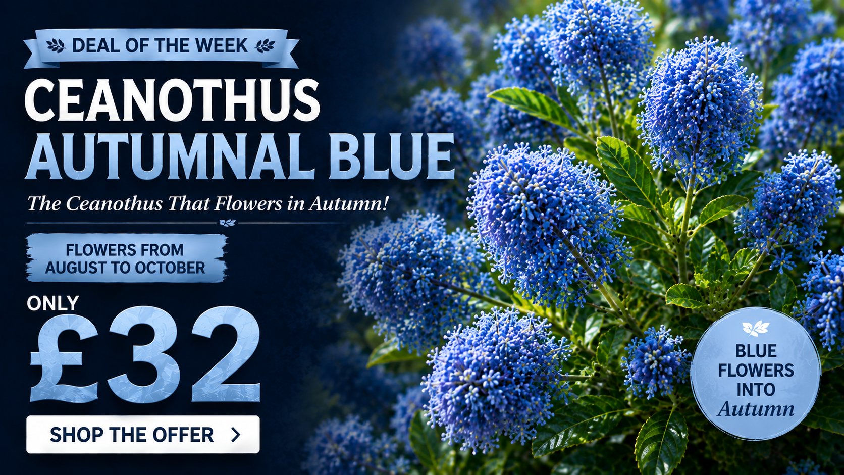 Ceanothus Autumnal Blue 4.5 litre offer - deal of the week, only £32, flowers August to October