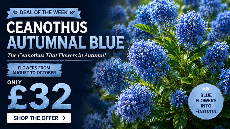 Ceanothus Autumnal Blue 4.5 litre offer - deal of the week, only £32, flowers August to October