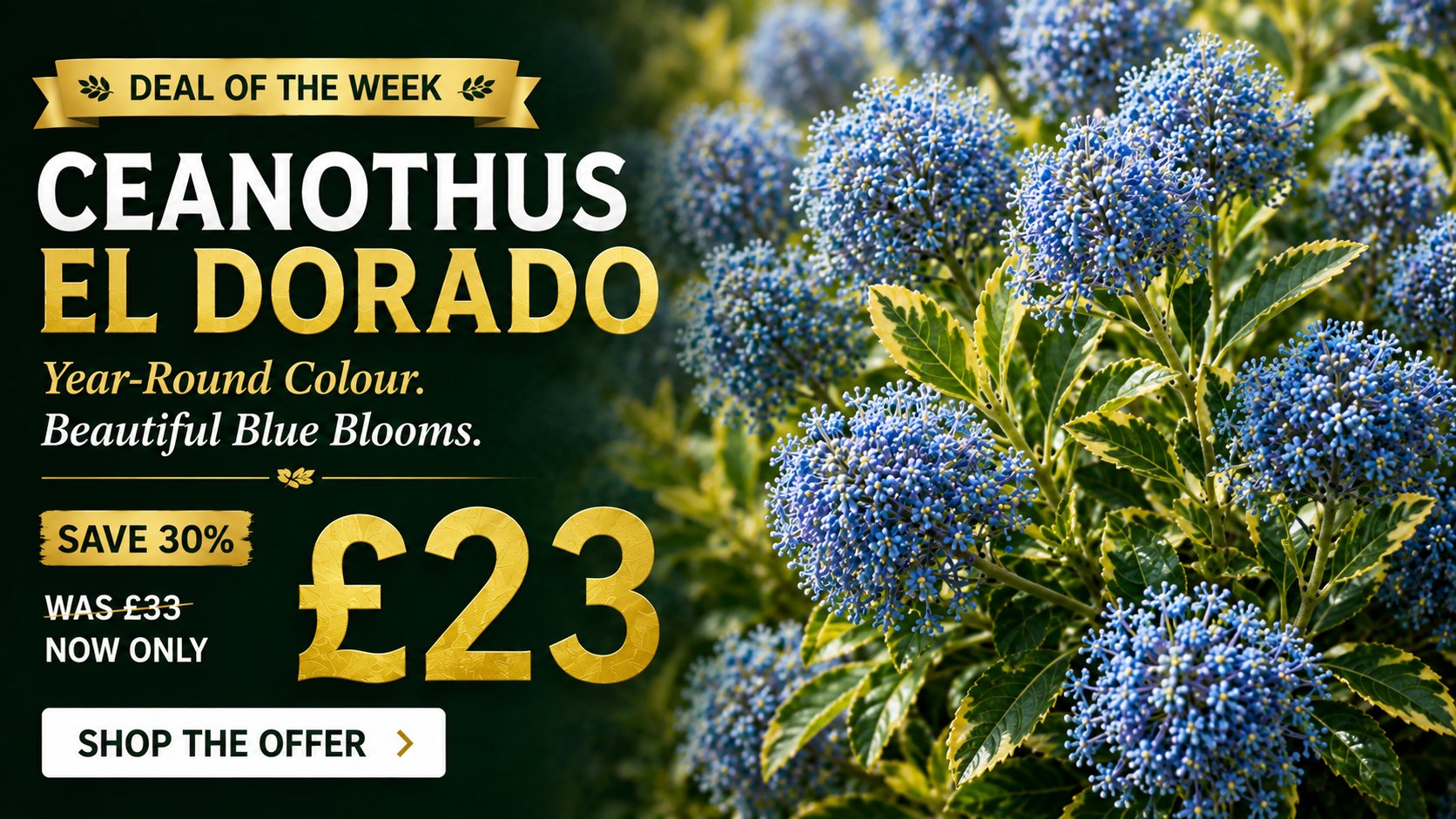 Ceanothus El Dorado 4.5 litre offer - save 30%, now £23 was £33