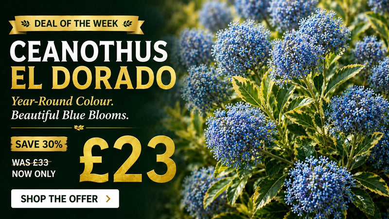 Ceanothus El Dorado 4.5 litre offer - save 30%, now £23 was £33