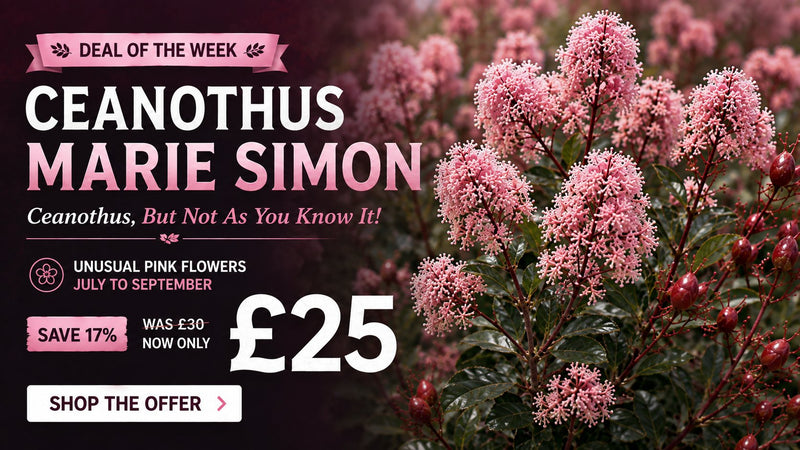 Ceanothus Marie Simon 3 litre offer - save 17%, now £25 was £30