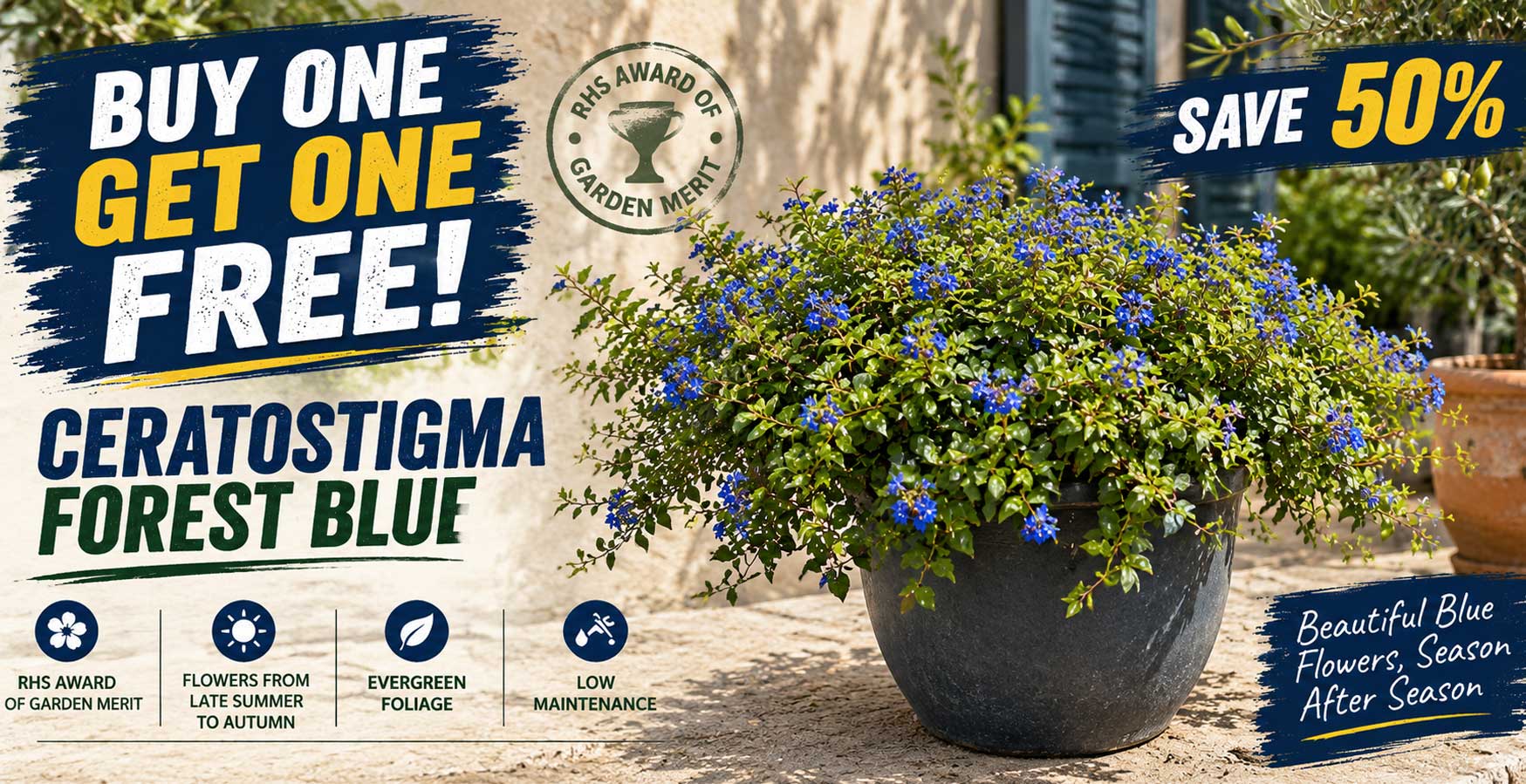 Ceratostigma Forest Blue 3 litre offer - buy one get one free, save 50%