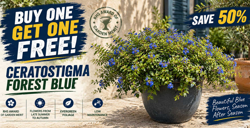 Ceratostigma Forest Blue 3 litre offer - buy one get one free, save 50%