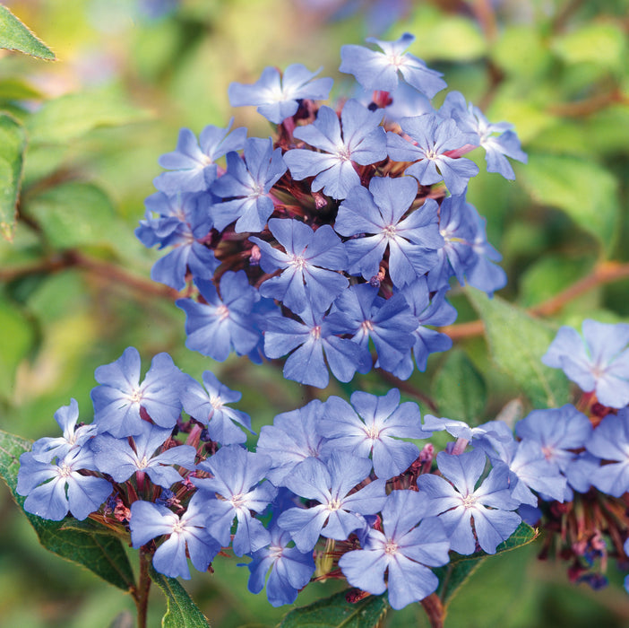 Ceratostigma Forest Blue (3 Litre)
