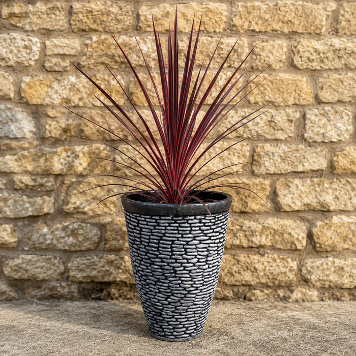 Cordyline Charlie Boy (4.5 Litre) with Pebble Planter