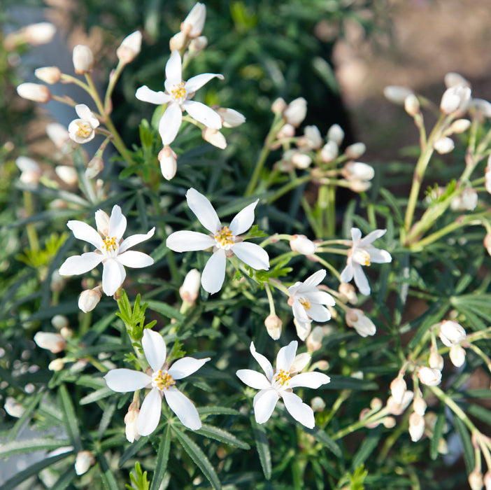 Choisya White Dazzler (4.5 Litre)