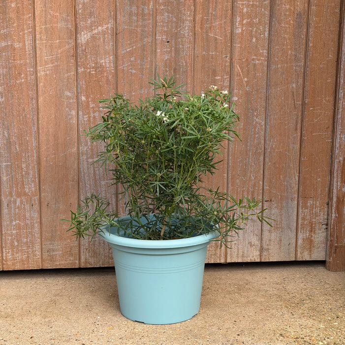 Choisya White Dazzler (3 Litre) with Duck Egg Planter