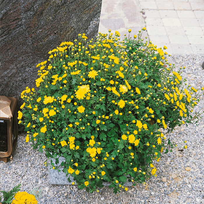 Chrysanthamums Kit Yellow