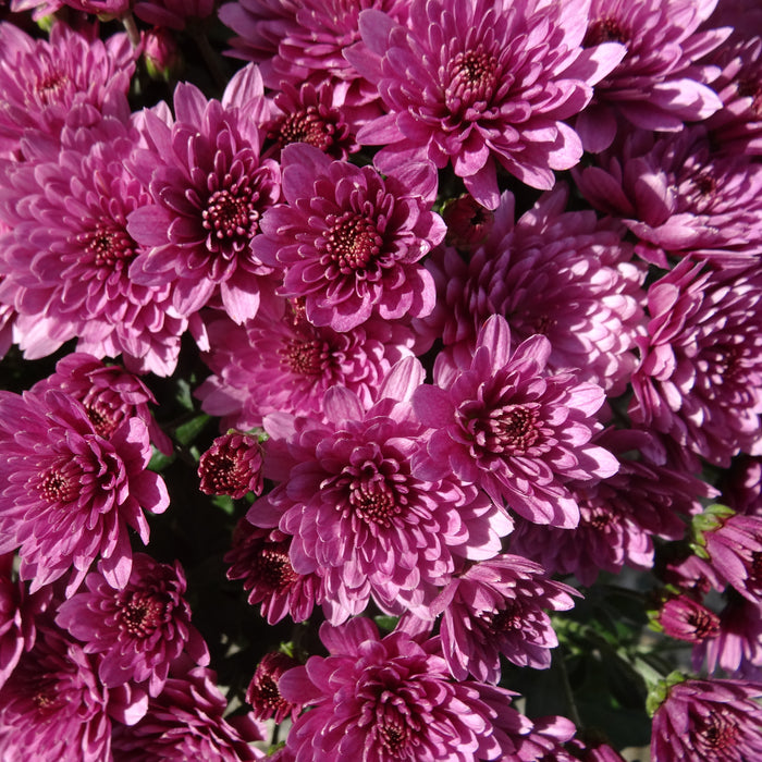 Purple Chrysanthemum 2 x 3ltr - Plants2Gardens
