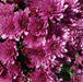 Purple Chrysanthemum 2 x 3ltr - Plants2Gardens