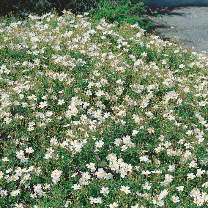 Cistus florentinus (3 Litre)