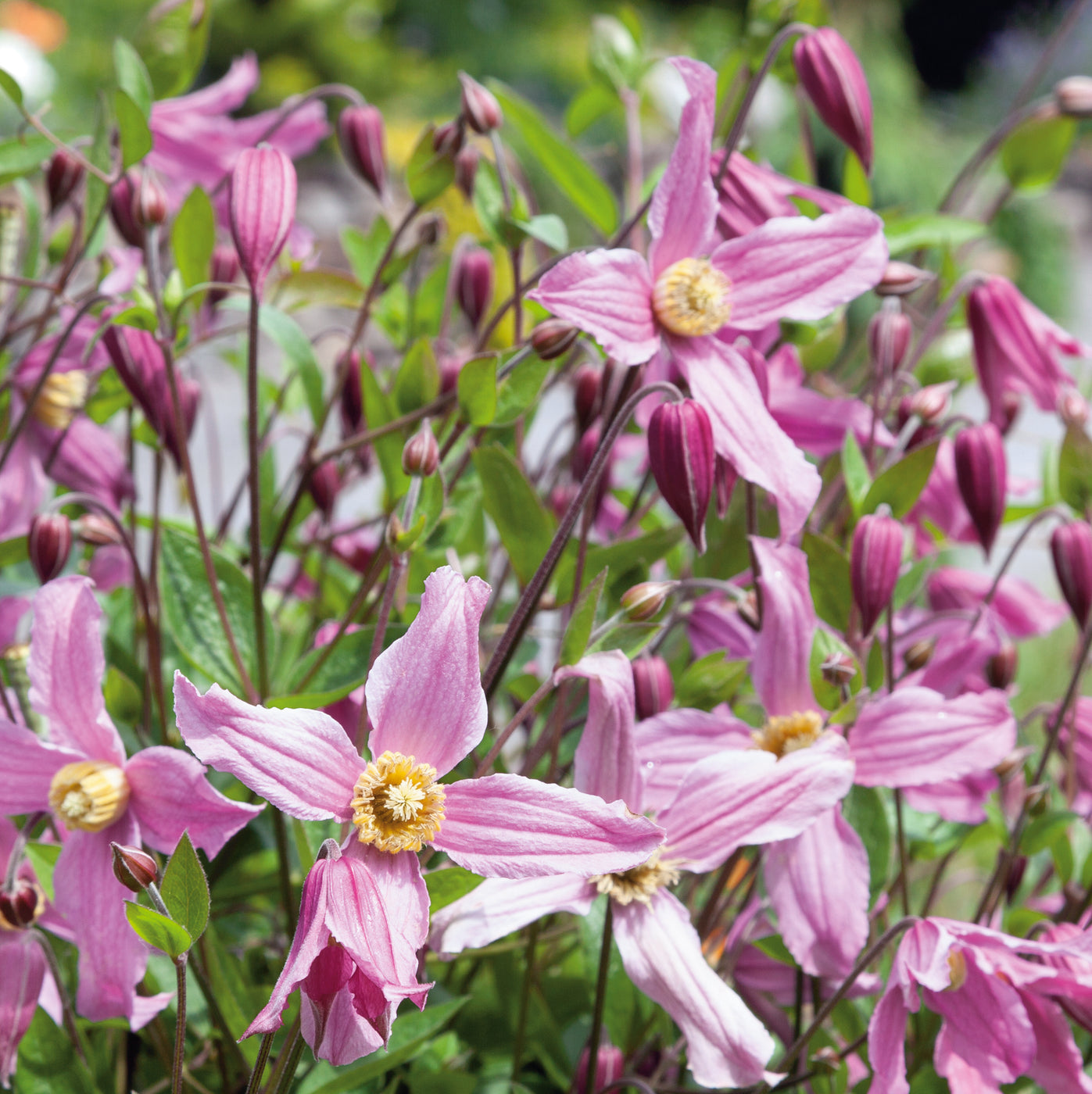 Clematis Pink Ice (3 Litre) £23.00 by Plants2Gardens