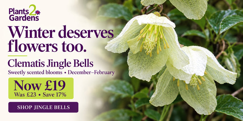 Clematis Jingle Bells offer - now £19 was £23, save 17%, sweetly scented blooms December to February