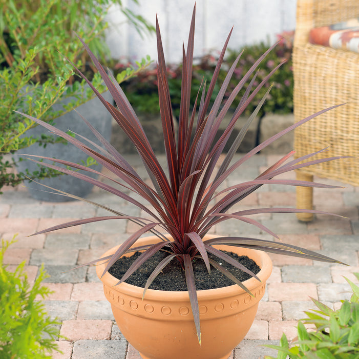 Cordyline Red Star (4.5 Litre) with Free Woodford Planter