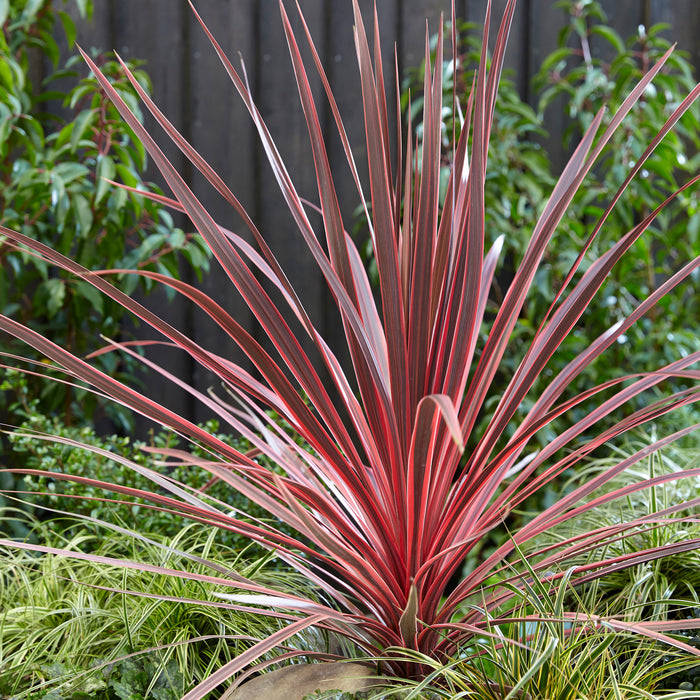 Cordyline Charlie Boy (4.5 Litre) with Pebble Planter