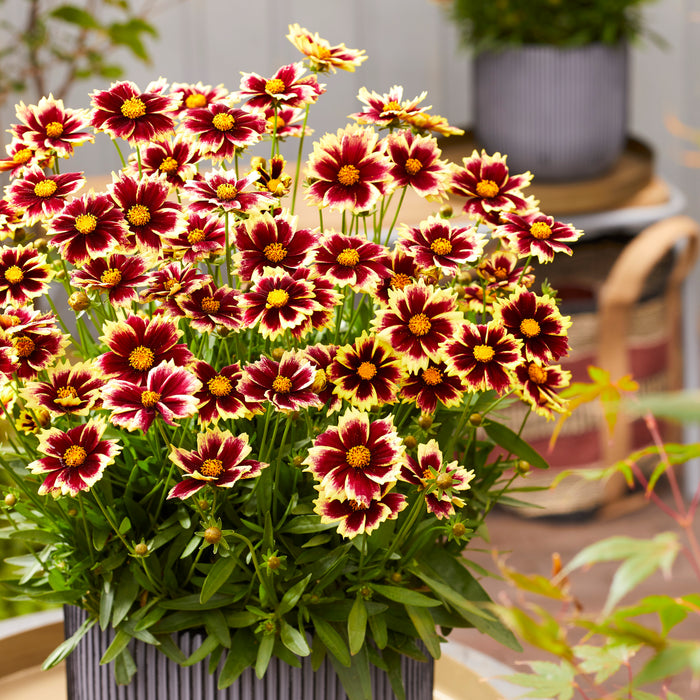 Coreopsis Solar Collection 6 x 6cm Plants - Dispatches from 1st April
