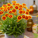 Coreopsis Solar Collection 6 x 6cm Plants - Dispatches from 1st April - Plants2Gardens