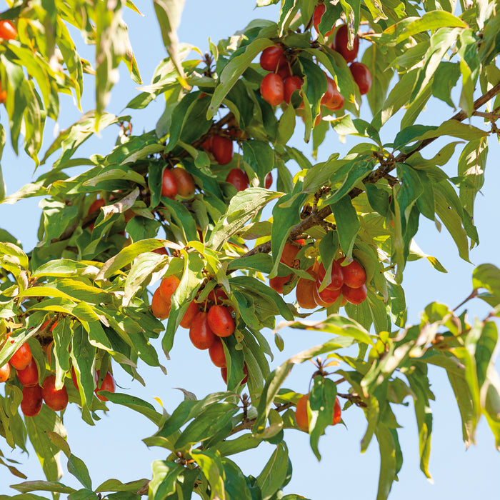 Cornus mas (3 Litre)
