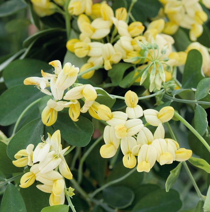 Coronilla Citrina  (4.5 Litre)
