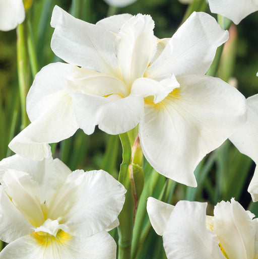 Iris Siberca Collection (3 x Bare Root) - Plants2Gardens