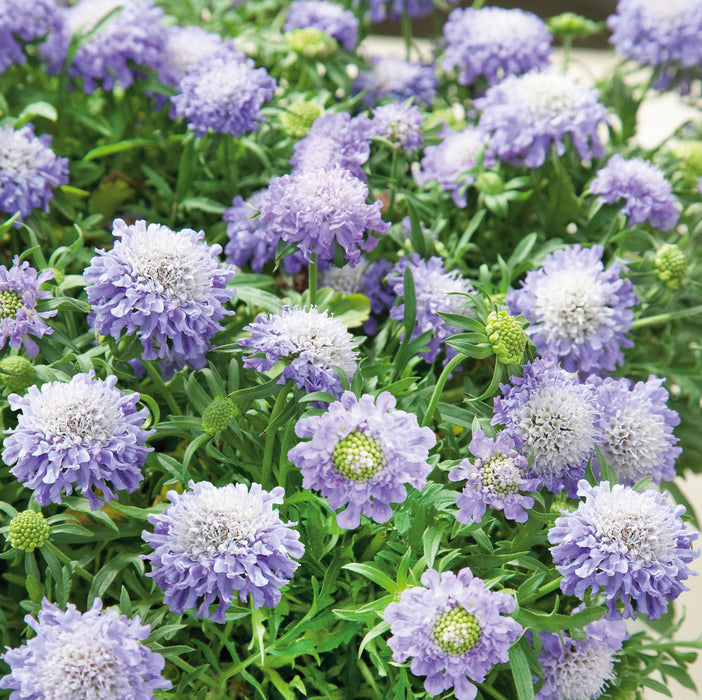 Tranquil Perennial Collection (6 x 2 Litre) dispatches from 27th April 2026 - Plants2Gardens