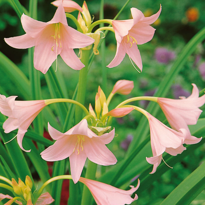 Crinum Collection  (2 x 24+ Bulbs) Dispatches 23 February 2026