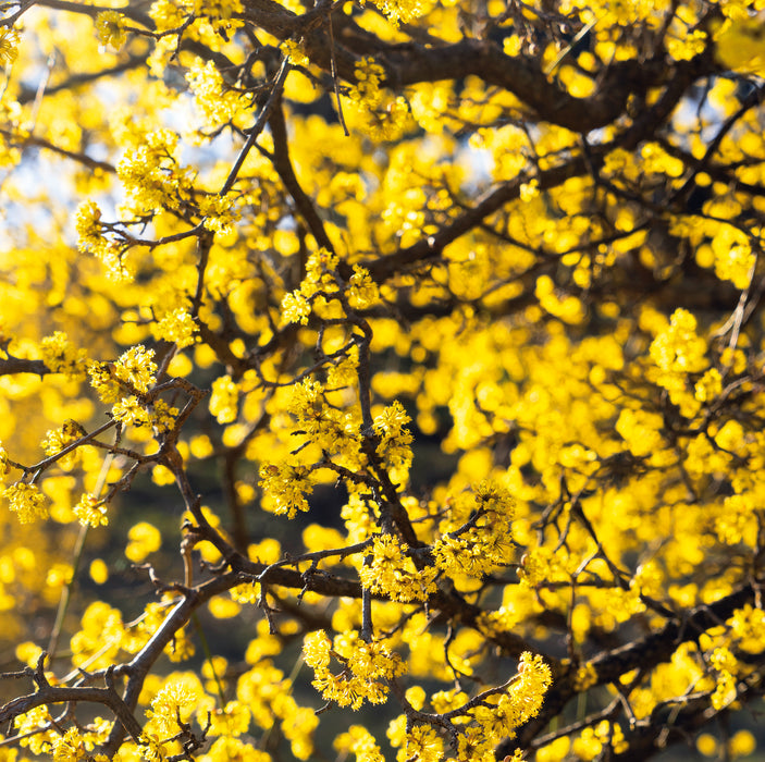 Cornus mas (3 Litre)