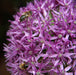 Allium Ambassador 3 Bulbs - Plants2Gardens