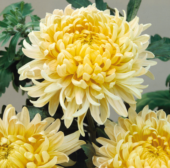 Chrysanthemum Bloom Collection 3 x 12