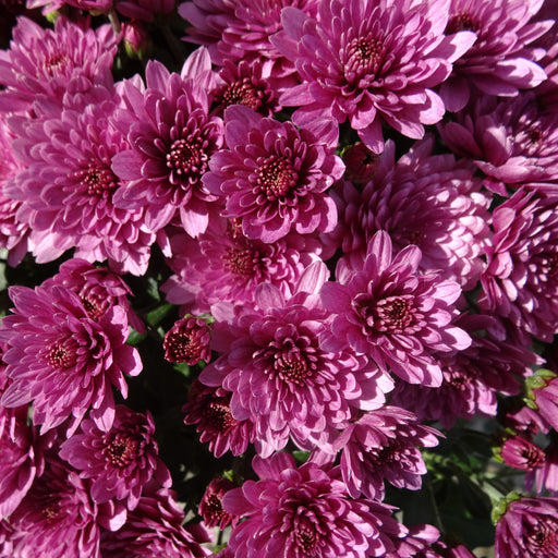 Chrysanthemum Spray Collection 3 x 12cm - Dispatches from 21st August - Plants2Gardens