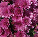 Chrysanthemum Spray Collection 3 x 12cm - Dispatches from 21st August - Plants2Gardens