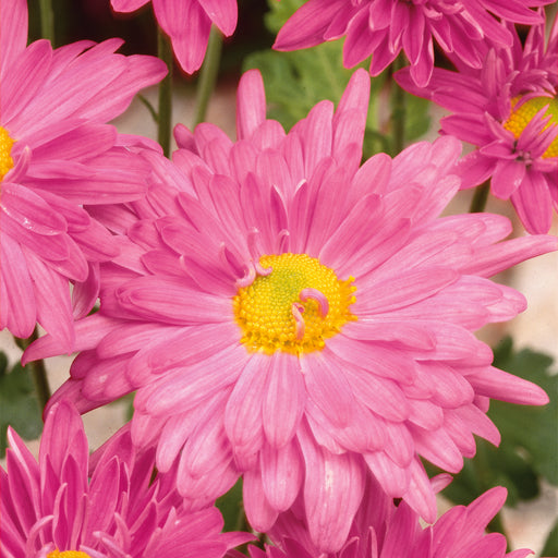 Chrysanthemum Spray Collection 3 x 12cm - Dispatches from 21st August - Plants2Gardens