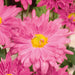 Chrysanthemum Spray Collection 3 x 12cm - Dispatches from 21st August - Plants2Gardens