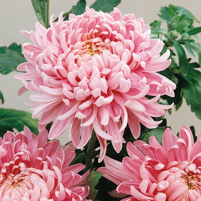 Chrysanthemum Bloom Collection 3 x 12
