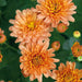 Chrysanthemum Spray Collection 3 x 12cm - Dispatches from 21st August - Plants2Gardens