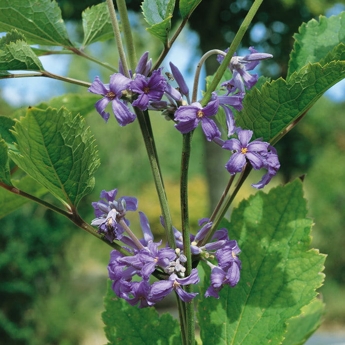 Clematis Purple Princess 3 Ltr - Plants2Gardens