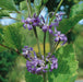 Clematis Purple Princess 3 Ltr - Plants2Gardens