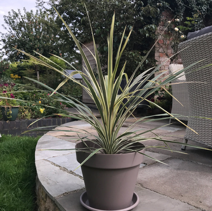 Cordyline Torbay Dazzler (4.5 Litre) with Free Woodford Planter