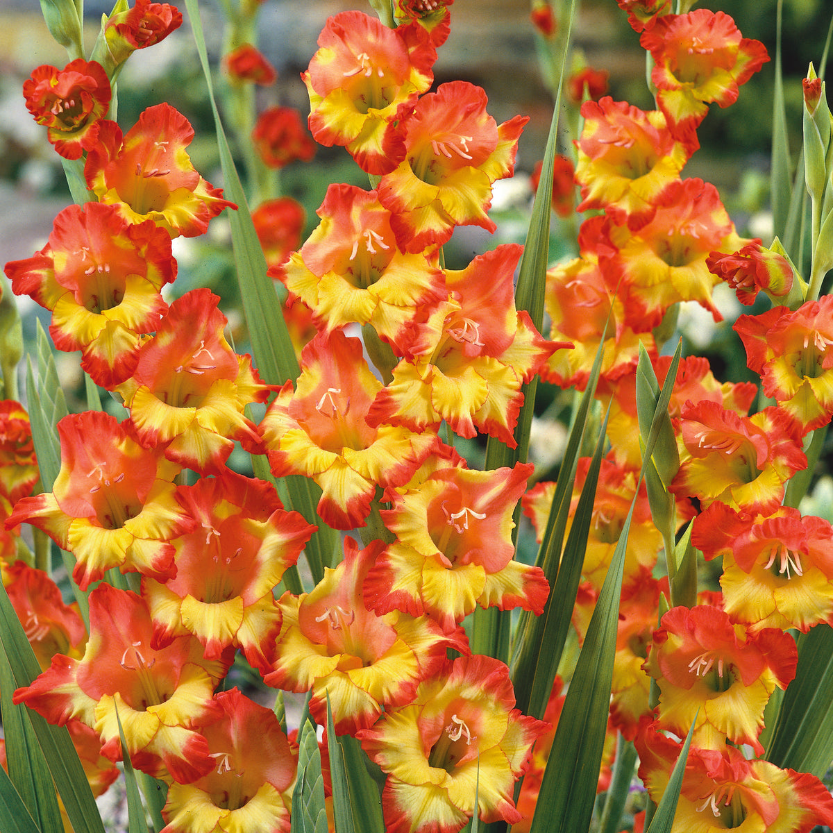 Gladioli Las Vegas (20 x 8/10 Bulbs) £16.00 by Plants2Gardens