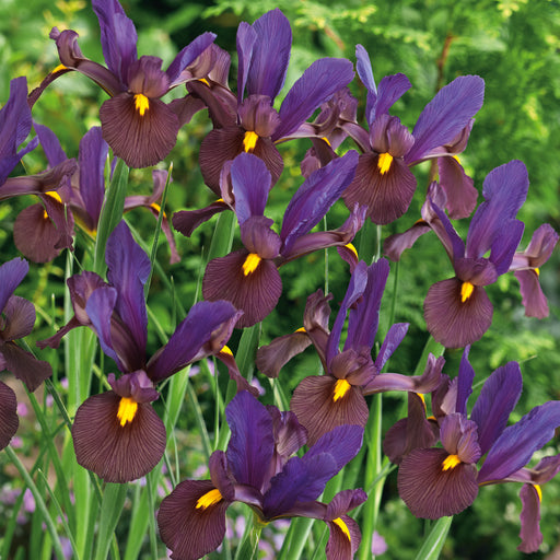 Iris Hollandica Collection 60 Bulbs - Plants2Gardens
